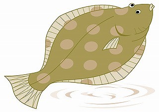 気仙沼の魚(ひらめ)