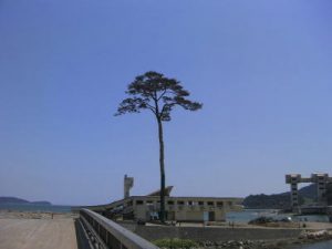奇跡の一本松