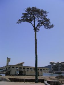 奇跡の一本松　防腐処理以前