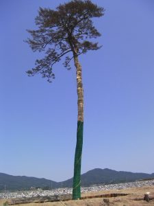 奇跡の一本松　防腐処理以前