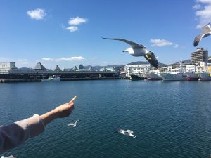 カッパエビセンとウミネコ