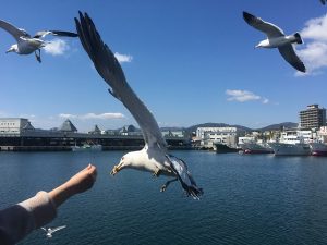 カッパエビセンとウミネコ